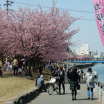 「蜂須賀桜と家屋敷の会」のお花見会に人が集まっていました。　・いそいそと四年ぶりなるお花見に(和良)