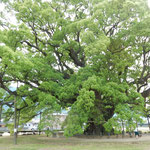 樹齢千年の加茂の大楠はその一木で若葉の森を作っていました。　　・一木で若葉の森を作る楠(和良)
