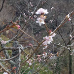 月ヶ谷温泉の冬桜はたくさん咲いていて寂しく感じました。　　・咲き満ちてをれど寂しき冬桜（和良）