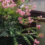 咲き続けるほど紅の色が濃くなっている我が家の百日紅です。　　　　・いよいよに紅の濃くなり百日紅(和良)