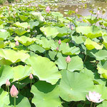 鳴門市の島田島の古代蓮は咲く順番を待つ蕾がたくさんありました。　　　・咲くを待つ蕾数多や古代蓮(和良)