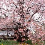 蜂須賀桜の母樹は今年は一段と大きく鮮やかに咲き満ちていました。・母樹と言ふ蜂須賀桜咲き満てる（和良）