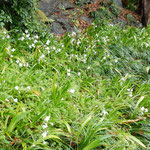 雨の日曜日、桜が満開の徳島中央公園で吟行句会が開かれました。　　・城山の裾に群れ咲き著莪の花(和良)