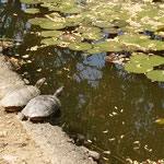 道後公園の内堀で見た亀は夫婦のように見えました。　　　　　　　　　　・長閑かな亀寄り添ひて甲羅干す（和良）