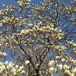 徳島城公園の辛夷は青空に向かって勢いよく花を咲かせました。　・影と云ふもの見当たらず辛夷咲く(和良)