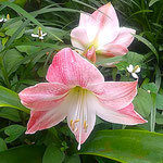 植えたことを忘れていたアマリリスが花をつけたのでした。　　　・植ゑしこと忘れてをりしアマリリス(和良)