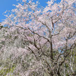 上勝町の正木ダムの下方では枝垂桜が散り始めていました。　　　　　　・散り始むしだれ桜を仰ぎ見る(和良)　