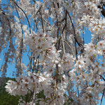 神山温泉のしだれ桜は地に触れるばかりにしだれていました。　　・地に触るるほどにしだる桜かな(和良)