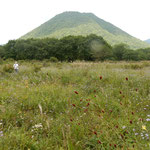 榛名山の裾の花野には吾亦紅と松虫草が見られました。　　　　　　　　　・吾亦紅松虫草と火山灰の道（和良）