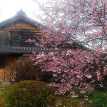 原田家住宅の蜂須賀桜の母樹は樹齢二百歳と伝えられています。　　　　　・二百歳と聞く蜂須賀桜咲く(和良)
