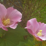 文化の森の裏庭に紅白の芙蓉の花が咲いていました。　　・紅白の芙蓉の花の咲ける庭（和良）