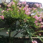 我が家の庭に咲き続く百日紅はまだ盛りの花をつけています。　　　・まだ咲きてまだまだ咲ける百日紅(和良)