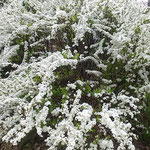 常滑市の陶器の会社のミュージアムへの道で見た雪柳です。　　　　　・ミュージアムへと雪柳咲く道を(和良)