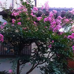 我が家の庭に咲き続く百日紅は夕べになるといよいよ美しく見えます。　　　・夕べにも紅美しき百日紅(和良)