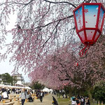 名古屋城にはたくさんの出店が出来てお花見を楽しんでいました。　　　・お花見の出店の並ぶ名古屋城(和良)