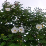 少し雨が降っていましたが、芙蓉の花は白く輝いて見えました。　　　　・雨の日も芙蓉の花の白かりし(和良)