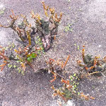 徳島市の徳島城公園では薔薇の芽に小雨が降り注いでいました。　　・薔薇の芽の小さき棘にも降る小雨(和良)