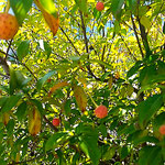 藍住町のパン屋の店先の木には赤い実がたくさんついていました。　・色づきぬ木の実の一つ二つ三つ(和良)