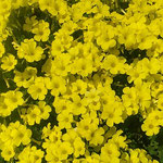 ご近所の庭のおきざり草は日溜りに犇き咲いていました。　　　　　　・日溜りにおきざり草の犇ける(和良)