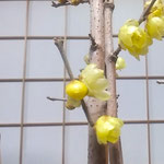 臘梅を温かい部屋に活けると見るうちに開き始めました。　　　　　　　・温かき部屋の臘梅開き初む(和良)