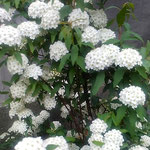 小手鞠の花はふんわりとまたふんわりと咲いていました。　　　・小手鞠のふんわりとまたふんわりと(和良)