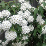 藍住町の自宅の近くで綺麗に咲いた小手鞠の花を見つけました。　　　　・遠目にも小手鞠の花らしき白(和良)