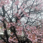 徳島市の原田家住宅では蜂須賀桜の母樹が咲き満ちていました。　　　・咲き満てる母樹の蜂須賀桜かな(和良)