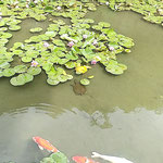 栗林公園の別の睡蓮の池では鯉とすっぽんが泳いでいました。　　　　　・睡蓮の池に緋鯉とすつぽんと(和良)
