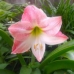 藍住町の我が家の庭にアマリリスが花を咲かせていました。　　　・これはまあ我が家の庭にアマリリス(和良)