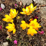 板野町の四番札所の門前に咲くクロッカスは輝いていました。　　　　　　・土もたげいきなりの花クロッカス（和良）