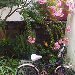 我が家の庭の百日紅はこぼれても紅の色が美しいままです。　　　　　　　・こぼれても色美しき百日紅(和良)