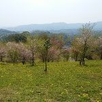 徳島市植物園の裏山から眺めた桜吹雪の風景です。　　　　　　　　　　　・うっとりと闌けゆく春の中にゐる（和良）