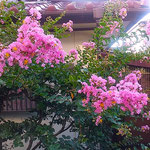 我が家の庭の百日紅はいよいよ紅色が濃くなって来ました。　　　　　・いよいよに紅の濃くなり百日紅(和良)