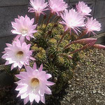 我が家の庭の仙人掌は一日中、輝くように咲いていました。　　　 　・仙人掌の輝き咲ける一と日かな(和良)