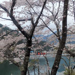上勝町では今にも落っこちそうな崖道を通って桜を見てきました。　・落っこちさうなる崖道花巡る(和良)
