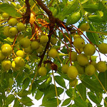 鳴門市のうちのうみ公園では街路樹に木の実が鈴生りでした。　　　・街路樹を仰げば木の実垂るるほど(和良)