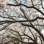 鳴門市のリゾートホテルでは庭の桜に花吹雪が始まっていました。　　　・音もなく始まっている花吹雪(和良)