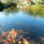 栗林公園では餌に集まって来る池の鯉を大勢の人が見ていました。　・群がれる鯉を見つめてゐる日傘(和良)