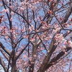 早咲きの蜂須賀桜をダウンを着て見に来た人も多かったです。　・ダウン着て蜂須賀桜見に来しと(和良)