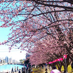 助任川南岸の蜂須賀桜に阿波踊りしながら見に来る人もいました。　　　・阿波踊しつつ花見に来る人も(和良)