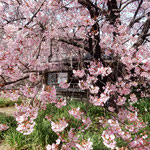 原田家の蜂須賀桜を見る人は四方から眺め写真を撮っていました。　・四方から仰ぎて眺めこの桜(和良)