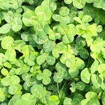 我が家の庭に群生したクローバーは温かい太陽を浴びていました。　　　・日溜りにこんもりとあり苜蓿(和良)