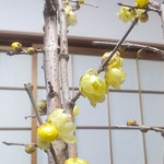 臘梅が開き始めるとその香りが一段と良くなりました。　　　　　　　・臘梅の開きて香り強くなる(和良)