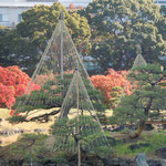 芝離宮の櫨紅葉と雪吊の松です。吟行の姿も散見されました。　　　　　　　　　　　　　　　　　　　　　　　　　　　　・櫨紅葉ありて離宮の華やげる(和良)