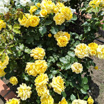 好きな薔薇を探して園内を巡っている人がたくさんいました。　　　　　・好きな薔薇探して園を巡る人(和良)