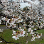 雨が降って花冷えのする日でしたが公園の桜はとても美しかったです。　・花冷えの城山巡り花巡る(和良