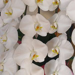 鳴門市のレストランでは玄関に大きな胡蝶蘭が飾られていました。　　　・梅雨明けて白の極まる胡蝶蘭(和良)