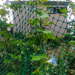 我が家の朝顔は今朝も天辺を目指して咲き続けています。　　　　　　　・天辺を目指し朝顔咲き続く(和良)