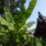 丈六寺の境内では芭蕉が寺の大屋根を超えるほどに茂っていました。　・大屋根を越えて芭蕉の茂る寺(和良)