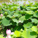 鳴門市の島田島の古代蓮はどの蕾も凛々しく上を向いていました。　　　　・古代蓮蕾凛々しく上を向き(和良)